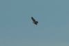 Honey Buzzard at Wakering Stairs (Richard Howard) (15568 bytes)